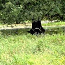 Image result for Limnophyton