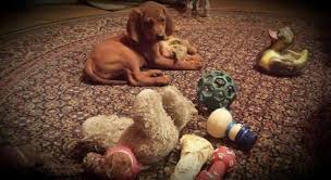 Maybe you would like to learn more about one of these? Redbone Coonhound Pups For Sale In Jackson Michigan Classified Americanlisted Com