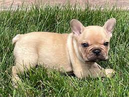 French bulldog puppies nappanee indiana. French Bulldog Puppies For Sale In Indiana Chicago Family Puppies