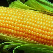 Incredible Sweet Corn Out Of Stock Sweet Corn Corn Corn Seed