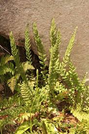 Image result for Mohria vestita