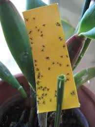 Once knocked to the ground they will not get back up. Pin On Bugs Away From Home