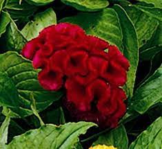 Celosia Argentea Jewel Box Red Flower Seeds Annual Flowers Plant Seedlings