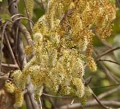 Image result for Combretum cinereopetalum