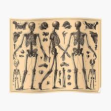 Thousands of highlighted, labeled illustrations and diagrams await! Human Anatomy Posters Redbubble