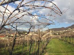 Image result for pruning grapes on a pergola