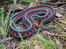 Black And White Striped Snake Texas Check Out These Beautifully Colored Snakes That You Can Own As A Pet Snake Animals Beautiful Beautiful Snakes