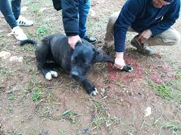 La pantera nera è tornata: Trovata La Pantera Che Terrorizzava Le Campagne Del Brindisino Era Un Cane Corso