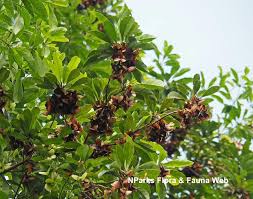 Image result for Terminalia stuhlmannii