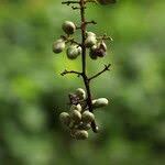 Image result for Lannea welwitschii