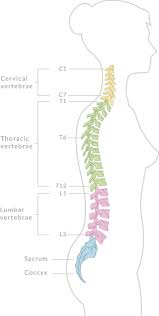 Spine anatomy human chiropractic backbone illustration spinal thoracic body skeletal system bone column back lumbar poster skeleton vector disc cord healthy icon logo osteoporosis. Diagram The Spine Diagram Full Version Hd Quality Spine Diagram Diagramsde Hostelpisa It