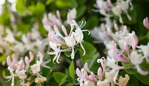 Details 'halliana' is a vigorous twining large evergreen climber. Growing Honeysuckle Your Guide To Growing Honeysuckle Vines Gilmour