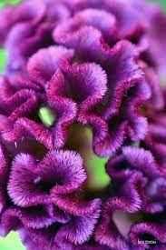 Cockscomb Celosia Argentea Var Cristata Celosia Flower Annual Flowers Flower Seeds