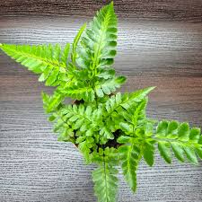 Image result for Rumohra adiantiformis