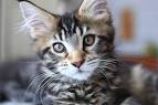 4 Cat Breeds From Australia - iHeartCats