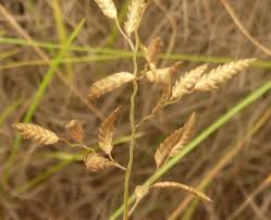 Image result for Eragrostis racemosa