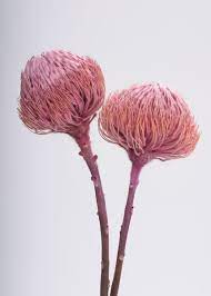 Dried Banksia Protea Pod Bunch In Pink 12 18 Tall Dried Flower Arrangements Cheap Wedding Flowers Silk Flower Bouquets
