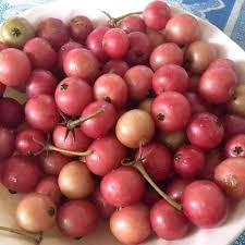 Raya Kebun Indonesia On Instagram Boso Jowo Ne Talok Bahasa Indonesia Nya Buah Karsen Bahasa Inggris E Opo Yoo Jualbibit Fruit Indonesia Instagram