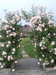 Rosa Kletterrose Gesucht Seite 1 Rund Um Die Rose Mein Schoner Garten Online Kletterrose Blumen Anbauen Wachsende Rosen