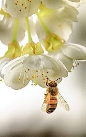 Check spelling or type a new query. Bee And Flowers Bee Bee Pictures Bee Art