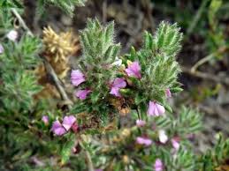 Image result for Muraltia