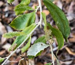 Image result for Brachylaena huillensis