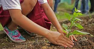 Tree plantation means planting trees more and more. Tree Plantation Paragraph Short And Essay For Class 6 8 10 12 Mahiuddin