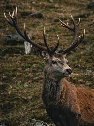 Image result for Artabotrys collinus