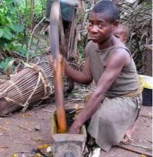 Image result for Olax gambecola