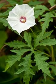 Image result for Convolvulaceae