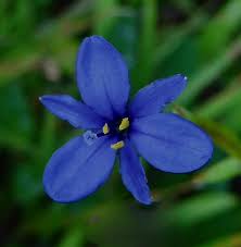 Image result for Aristea abyssinica