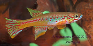 Image result for Viscum congolense