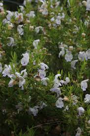 Image result for Landolphia glabra