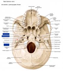 This article discusses each of the aforementioned fossae and their associated foramina. Pin On Base Of Skull Foramina