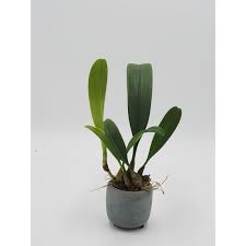 Image result for Bulbophyllum burttii