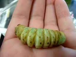Both species feed on common garden plants like tomatoes, potatoes, peppers, and eggplants. Tobacco Hornworm Prepupation Stage Youtube