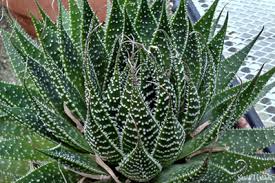 Image result for Aloe carnea