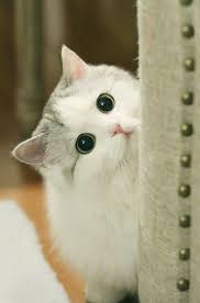 Etoffe.com has been visited by 10k+ users in the past month Wallpaper Meowww Wallpaper Kucing Wallpaper Cat Facebook