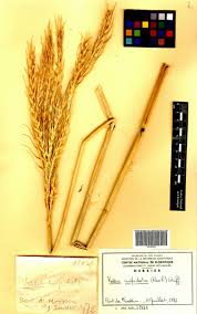 Image result for Vossia cuspidata