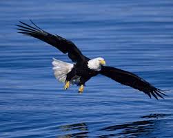 Birds With White Heads And Tails Bald Eagle Audubon Field Guide Bald Eagle Haliaeetus Leucocephalus Eagle