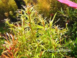 Image result for Rotala mexicana