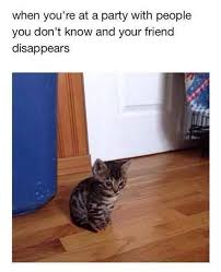 Yep Baby Cats Cats Cute Cats
