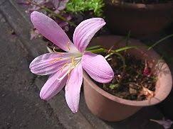 「ゼフィランサス・カリナタ（サフランモドキ）」の画像検索結果