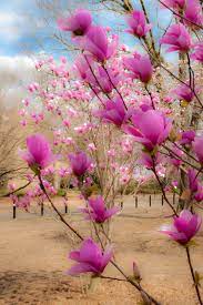Japanese Magnolias In The Spring Oxford Flower Garden Beautiful Flowers Pretty Flowers