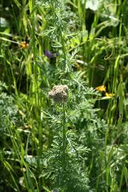 Image result for Anisopappus kirkii