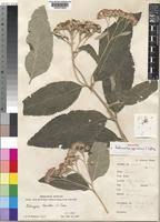 Image result for Bothriocline inyangana