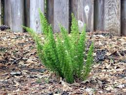 Check spelling or type a new query. Foxtail Fern Aka Asparagus Fern P Densiflorus Cv Myersii Herself S Plants