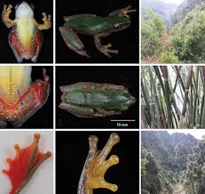 Image result for Triaspis hypericoides