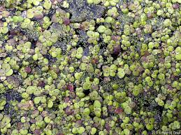 Image result for Spirodela