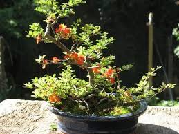 Looking down on the tree. Chaenomeles Speciosa Toyo Nishiki Chaenomeles Speciosa Youtube